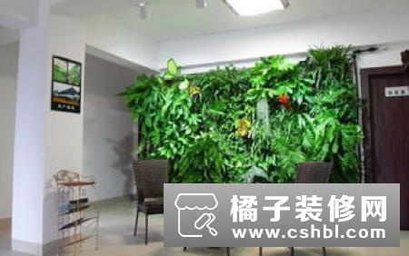 室内植物墙施工五大原则 学会植物墙制作方法让您家与众不同